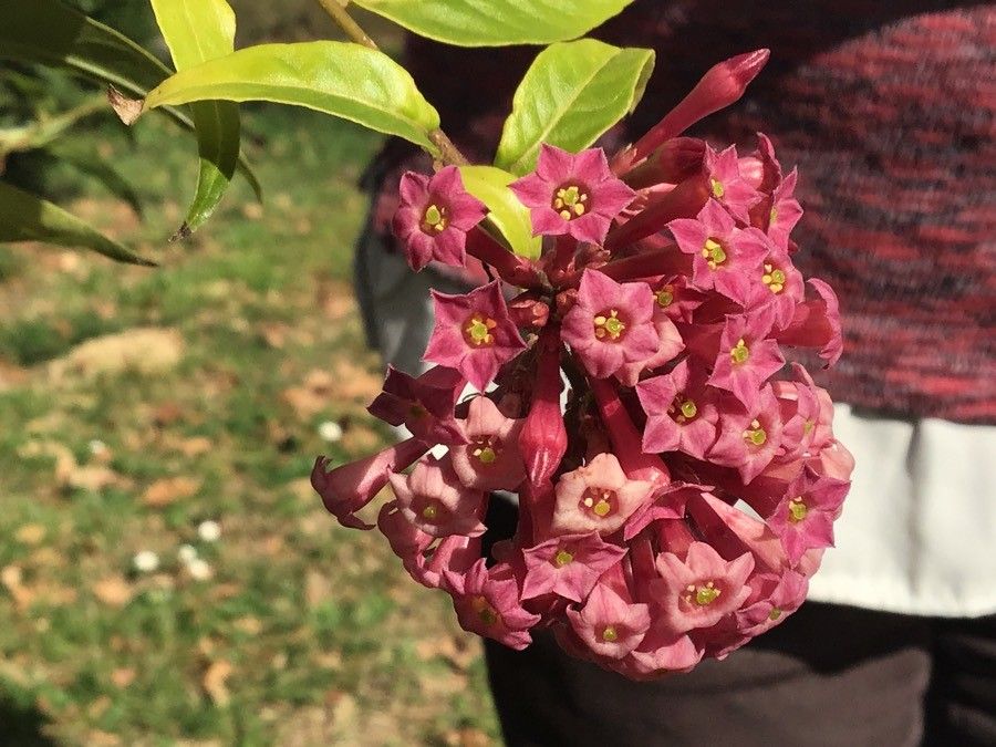 Cestrum elegans flower