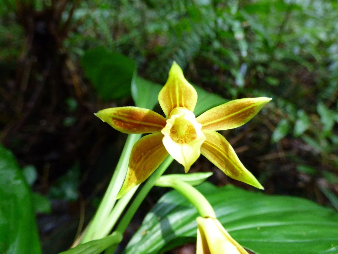 Calanthe tetragona flower
