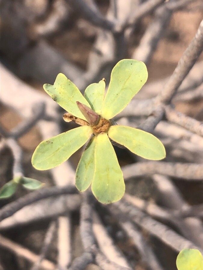 Euphorbia balsamifera — search result for 'Euphorbiaceae'