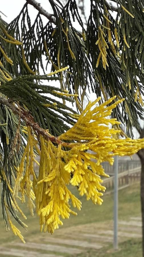 Calocedrus decurrens — search result for 'Western North America'