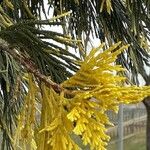 Calocedrus decurrens