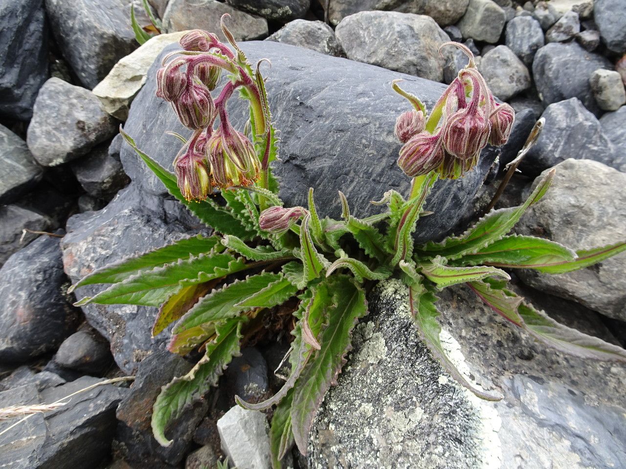 Senecio rhizomatus habit