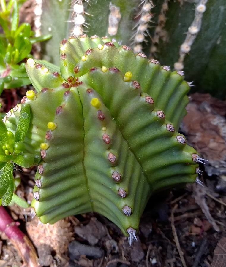 Euphorbia anoplia bark