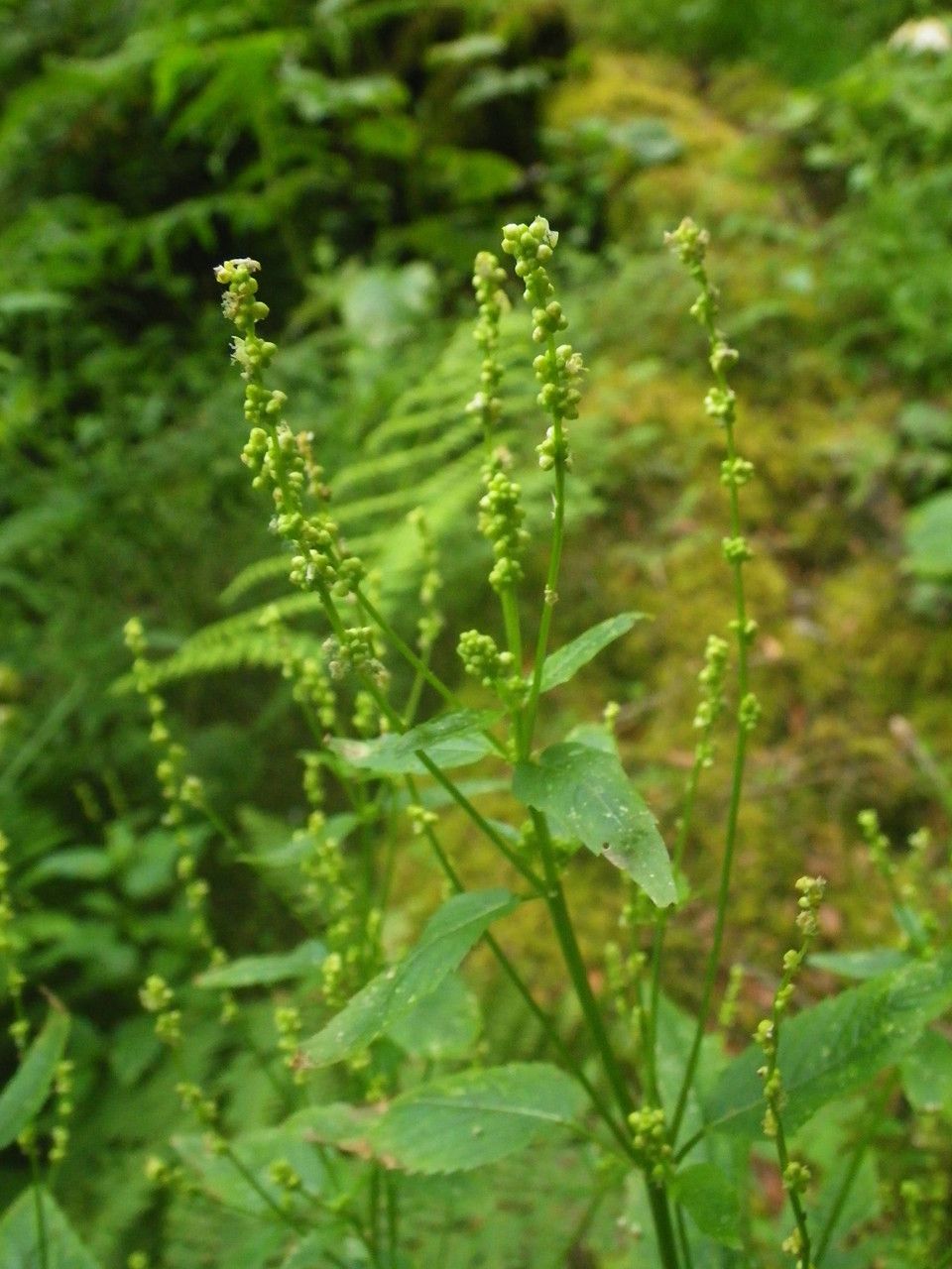 Mercurialis canariensis flower