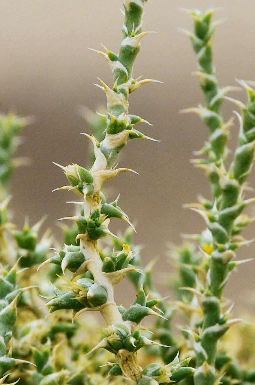Cornulaca monacantha flower
