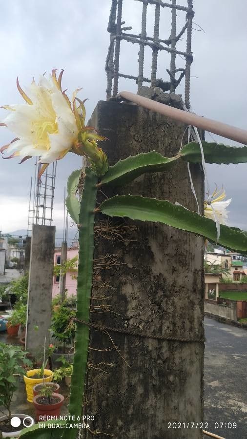 Hylocereus costaricensis flower