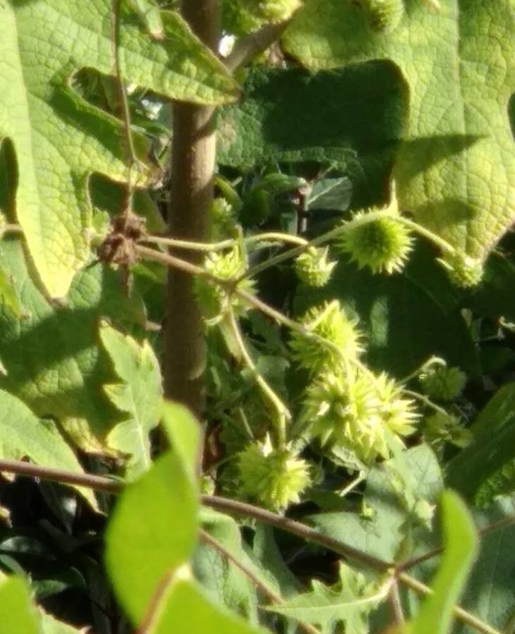 Montanoa bipinnatifida fruit