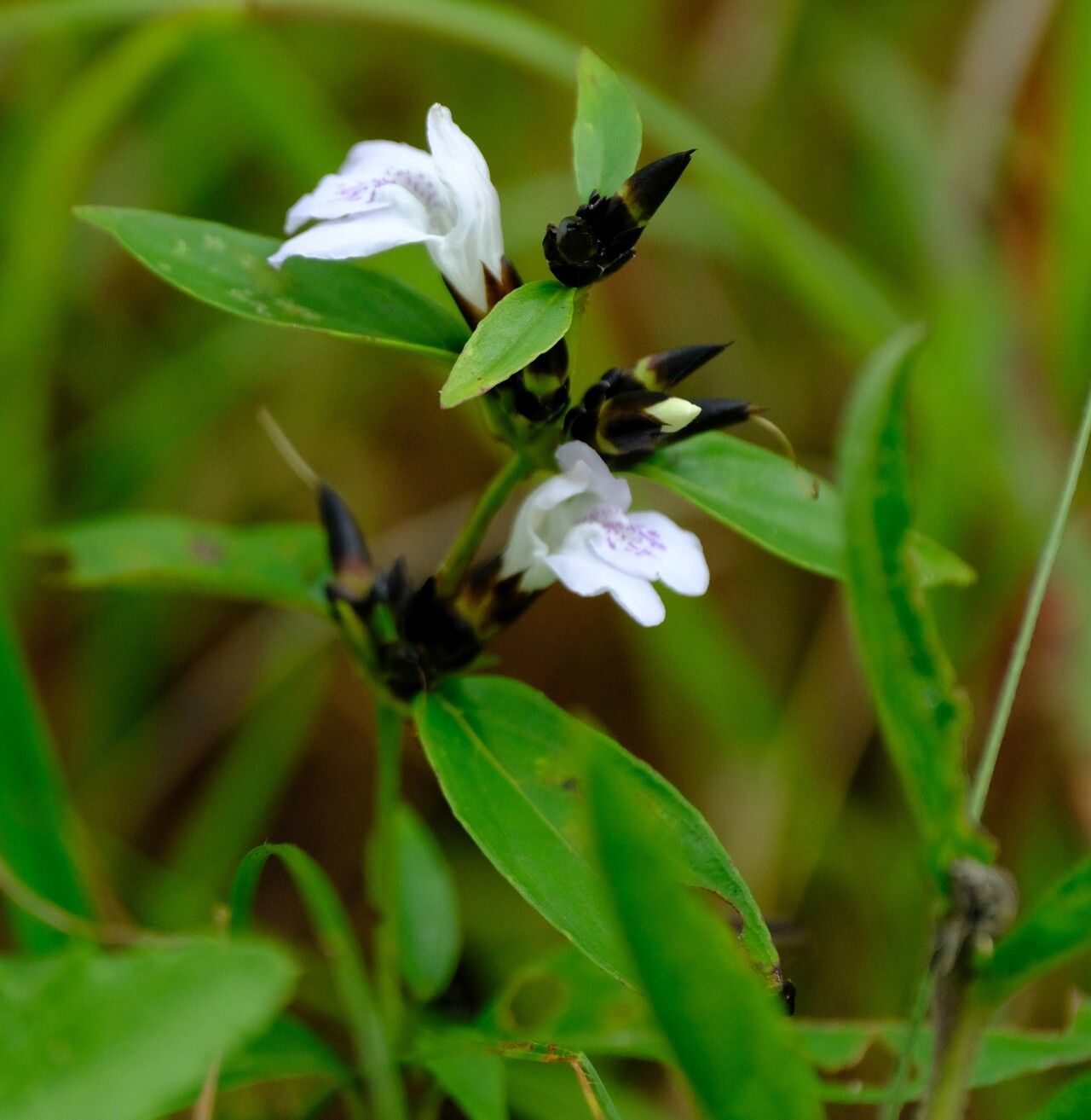 Lepidagathis nemorosa — houseplant care guide