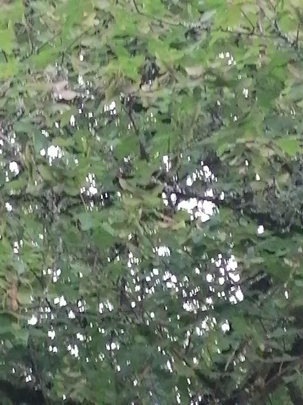 Quercus crenata leaf