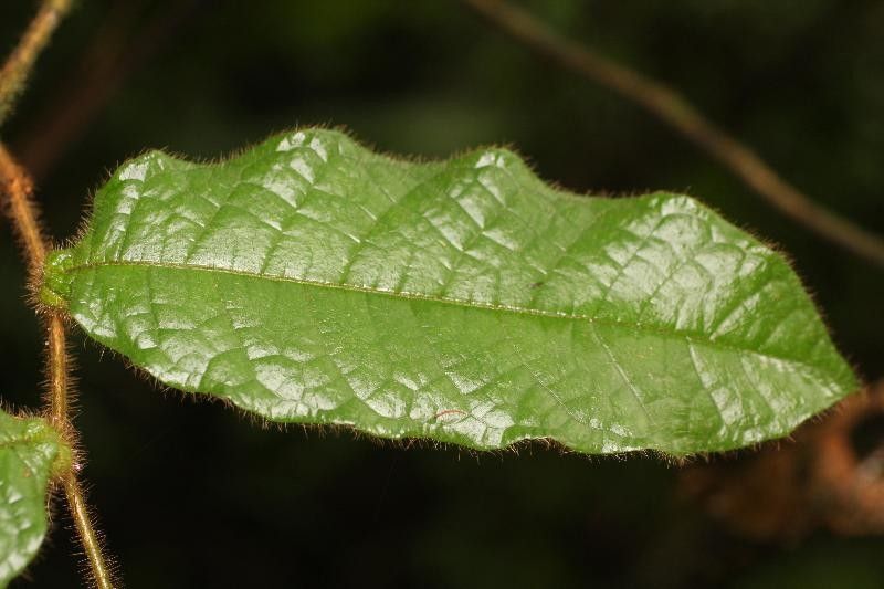 Hirtella physophora leaf