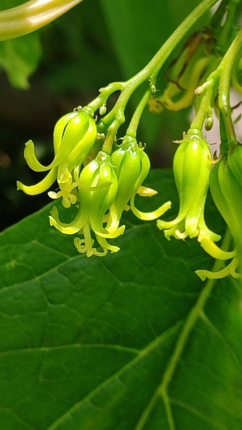 Vasconcellea quercifolia flower