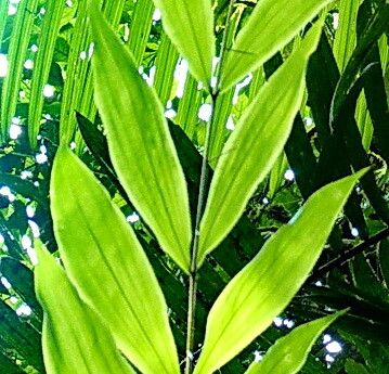 Desmoncus moorei — related species from the same genus