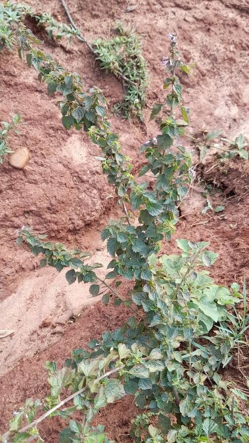 Hyptis mutabilis habit