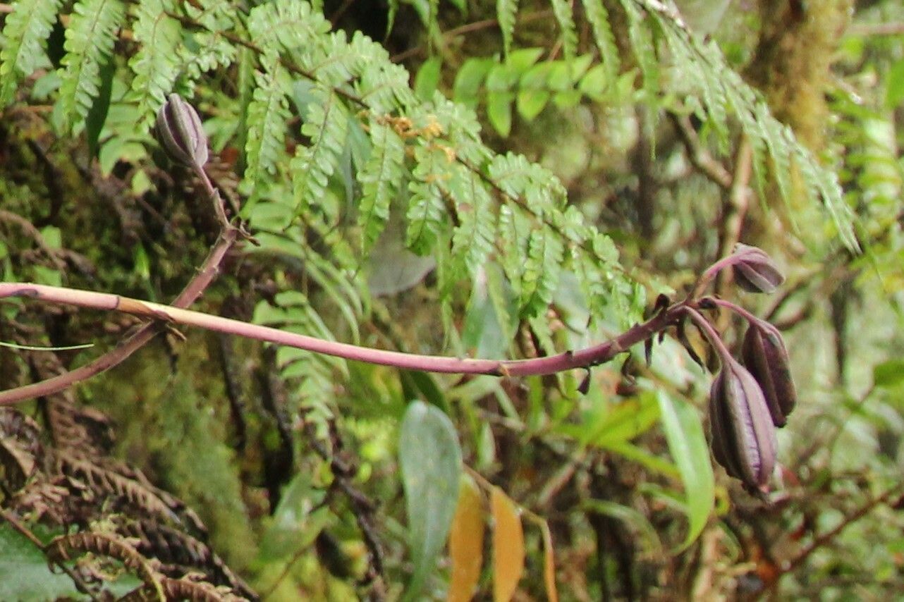 Spathoglottis parviflora fruit