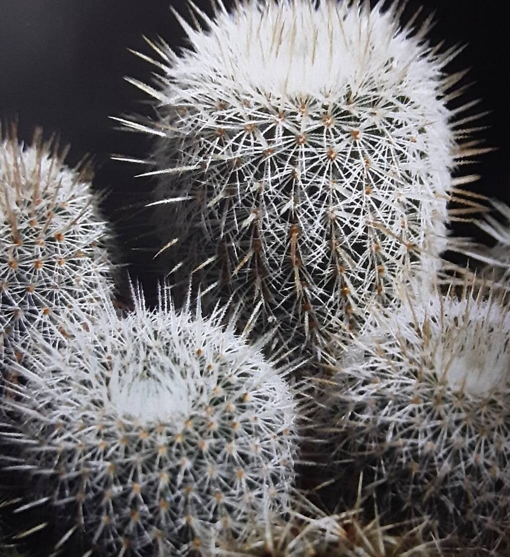 Frailea gracillima habit