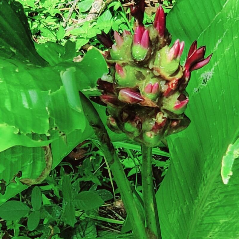 Goeppertia latifolia — search result for 'Goeppertia'