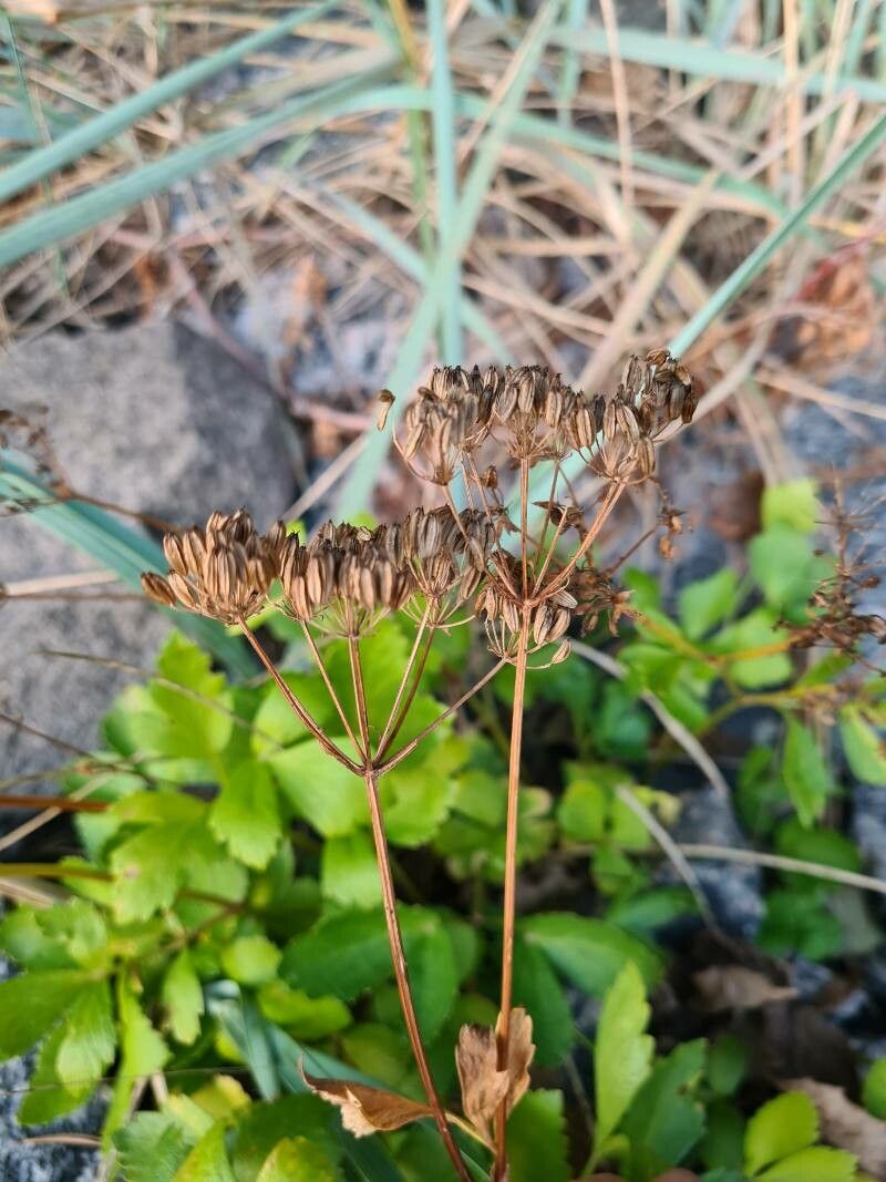 Ligusticum scoticum fruit