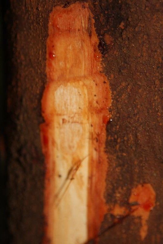 Iryanthera hostmannii other