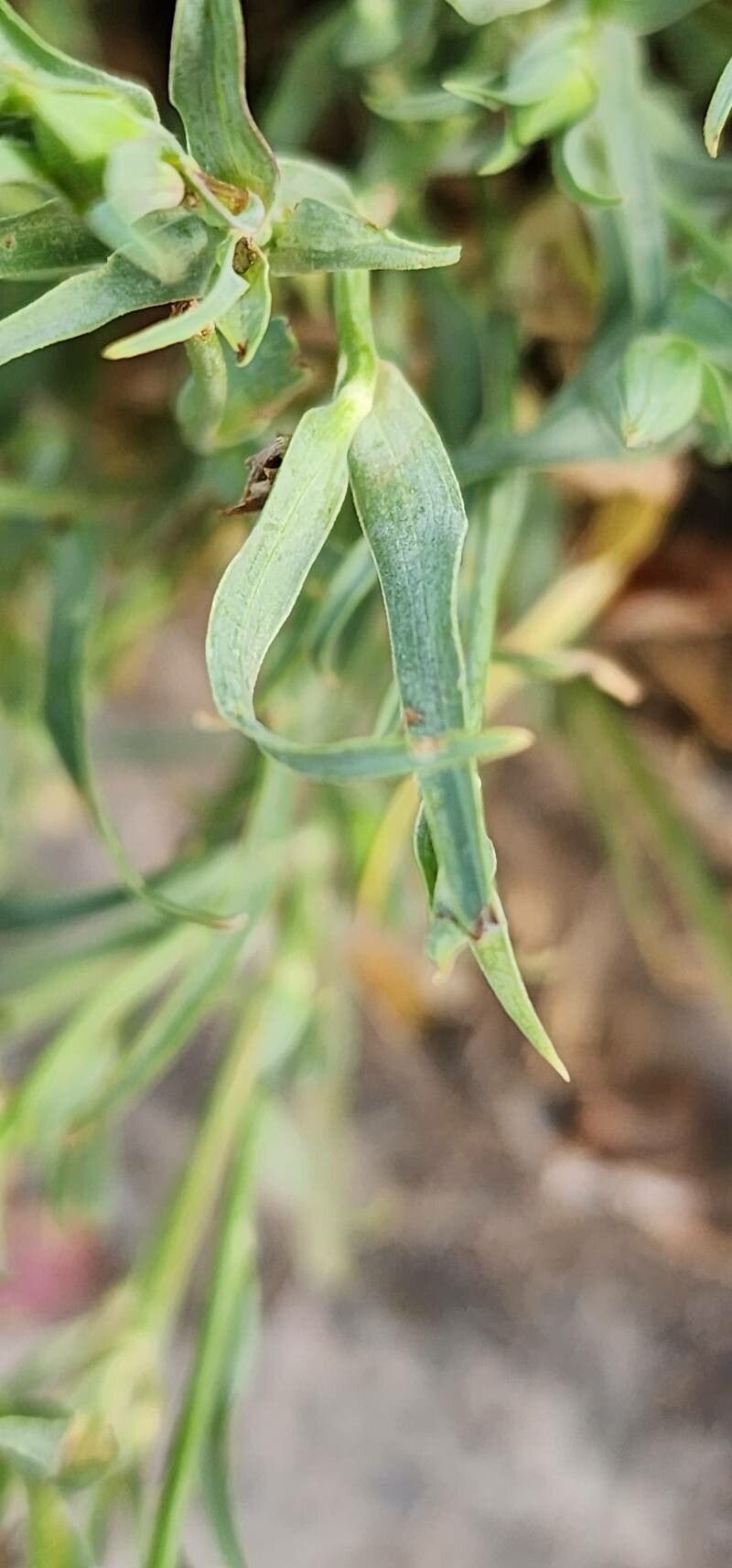 Tragopogon graminifolius — search result for 'Tragopogon'
