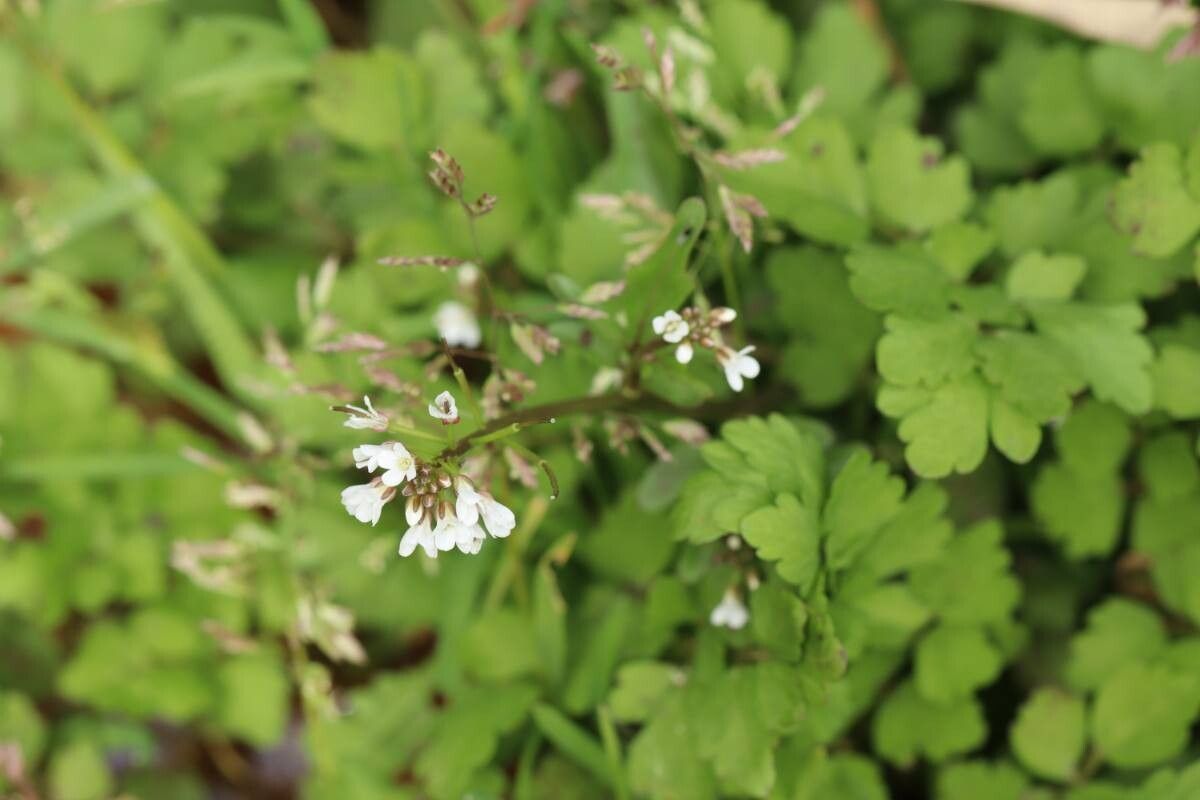 Cardamine niigatensis — search result for 'Cardamine'