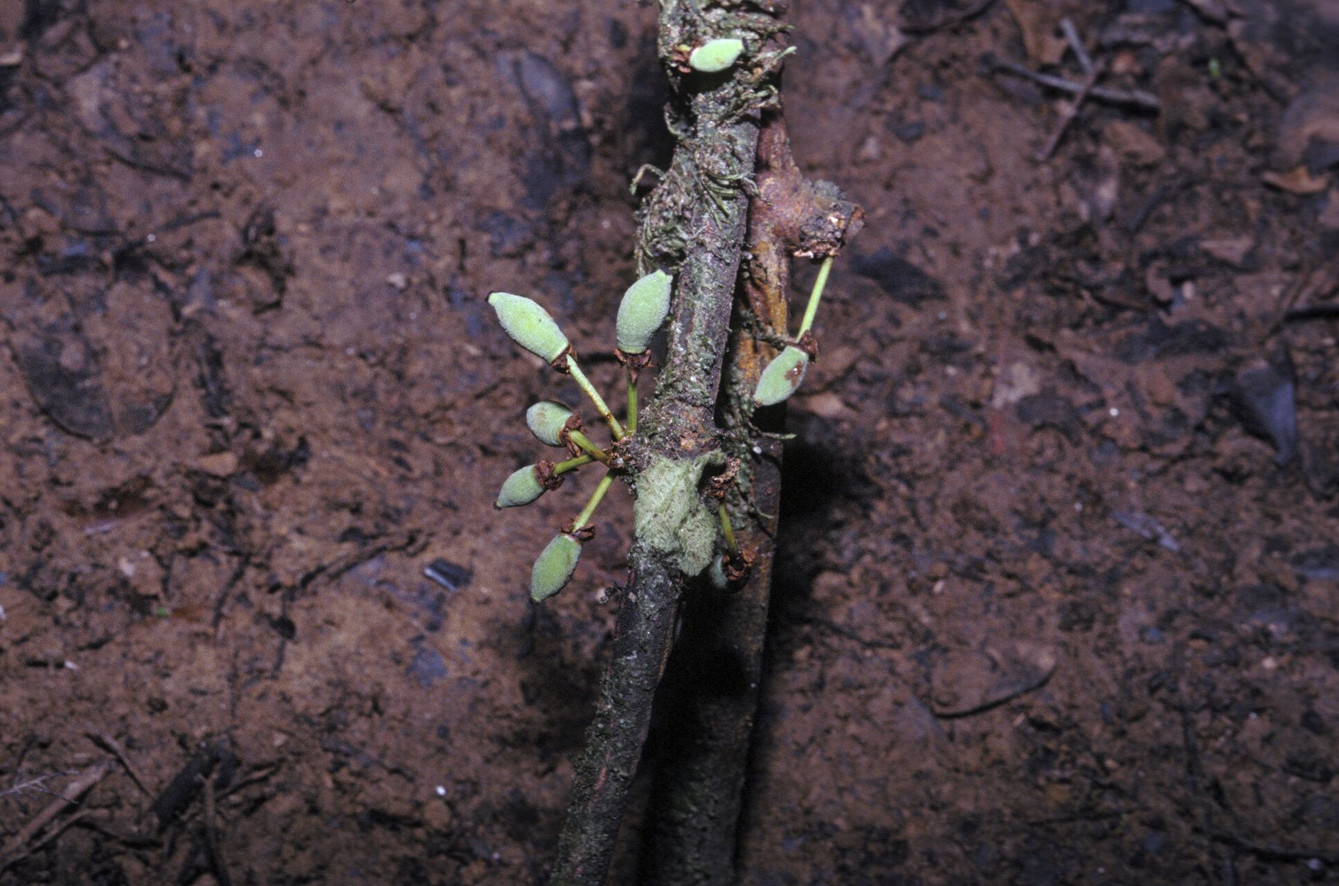 Garcinia macrophylla fruit