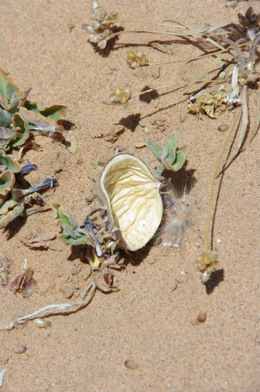 Cynanchum boveanum fruit