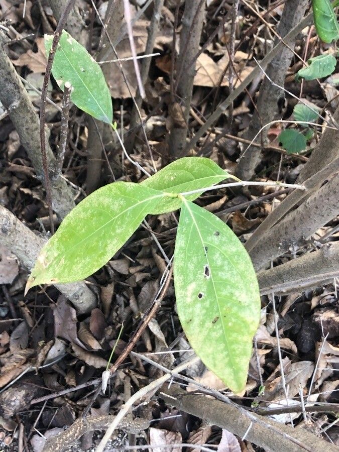 Chimonanthus praecox