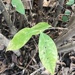 Chimonanthus praecox