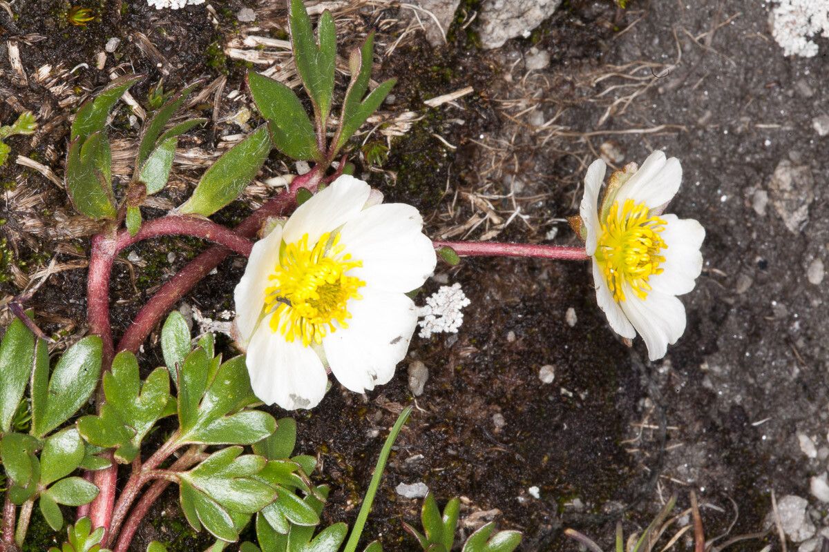 Ranunculus glacialis — houseplant care guide