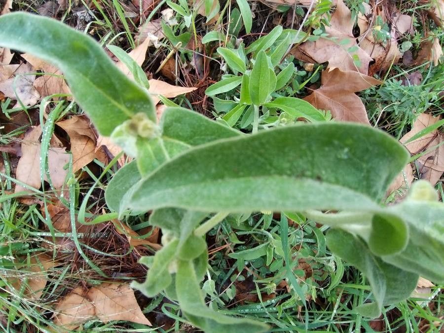 Andryala arenaria — related species from the same genus