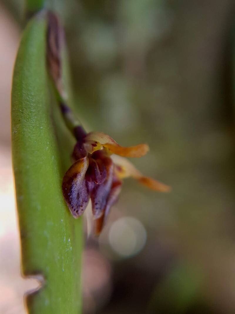Acianthera decipiens flower