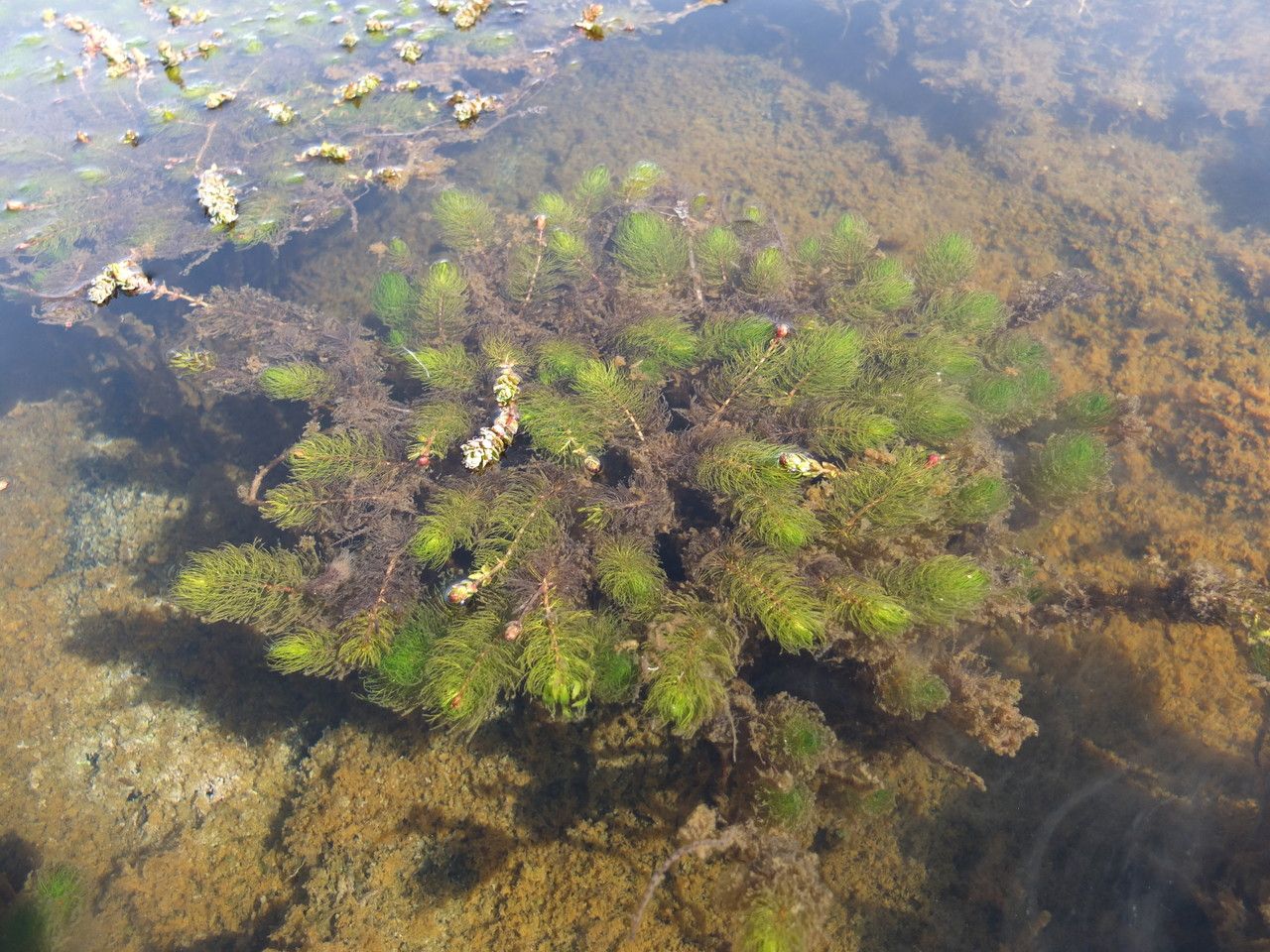 Myriophyllum quitense habit