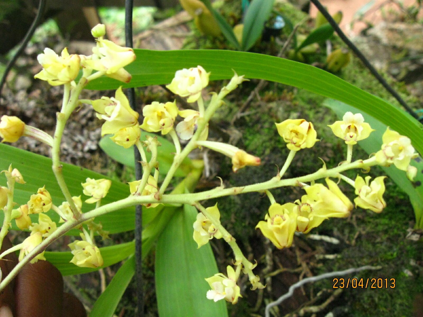 Polystachya odorata flower