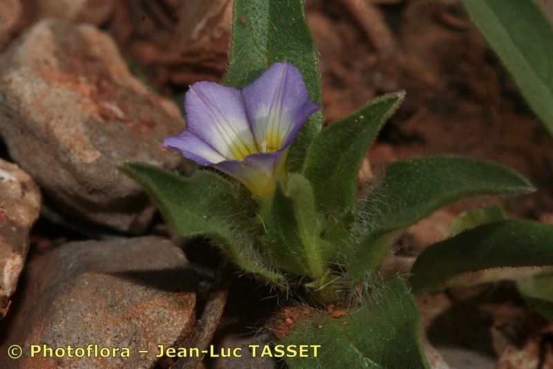 Convolvulus humilis flower