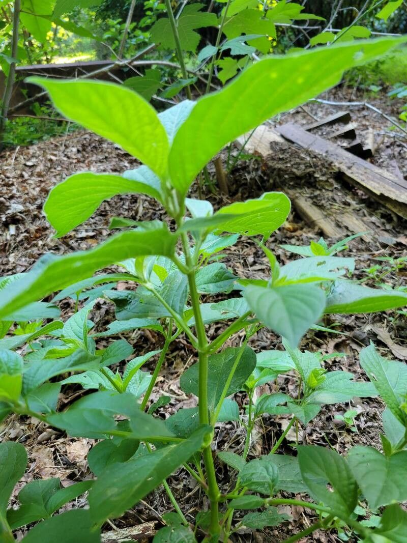 Achyranthes japonica leaf