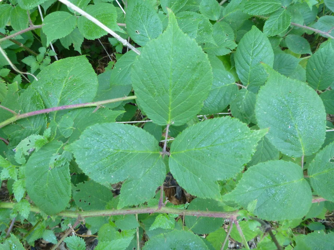 Rubus tereticaulis — houseplant care guide