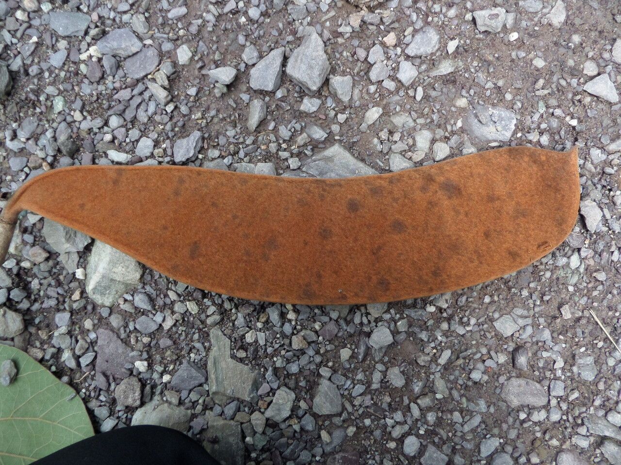 Phanera integrifolia — related species from the same genus