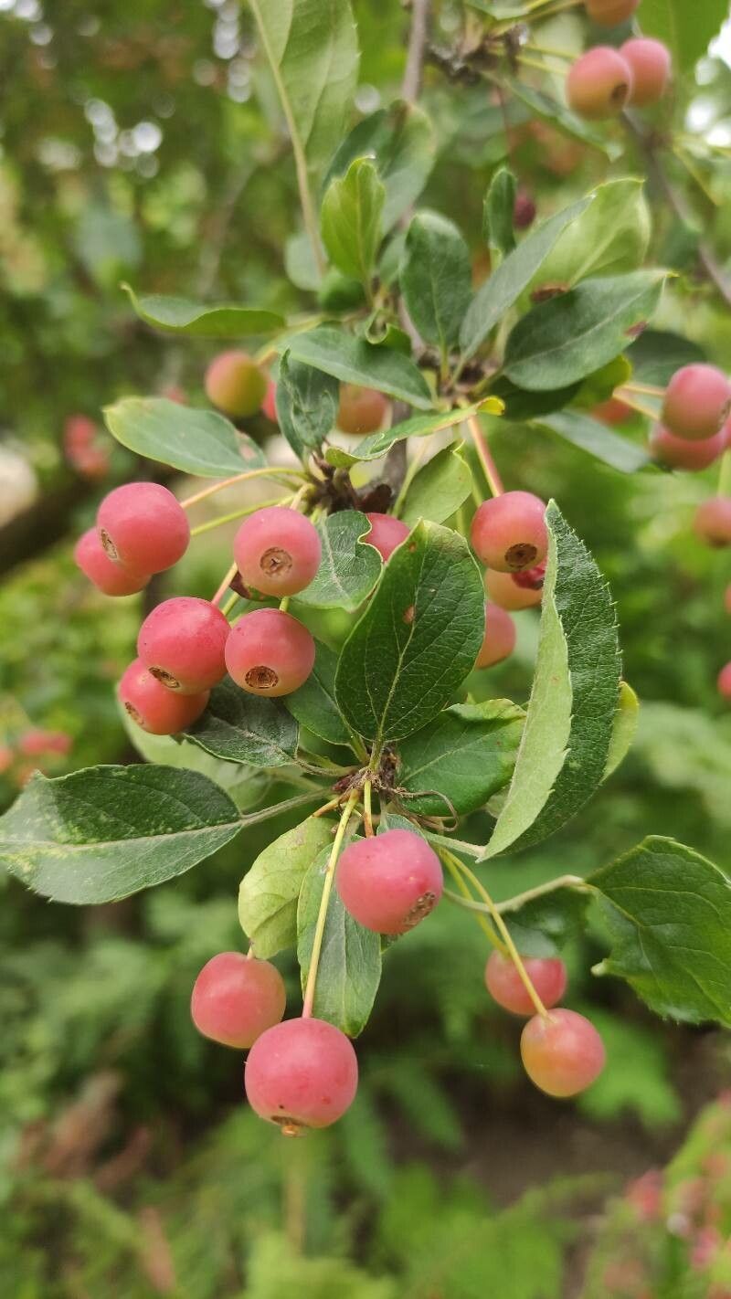 Malus sargentii fruit