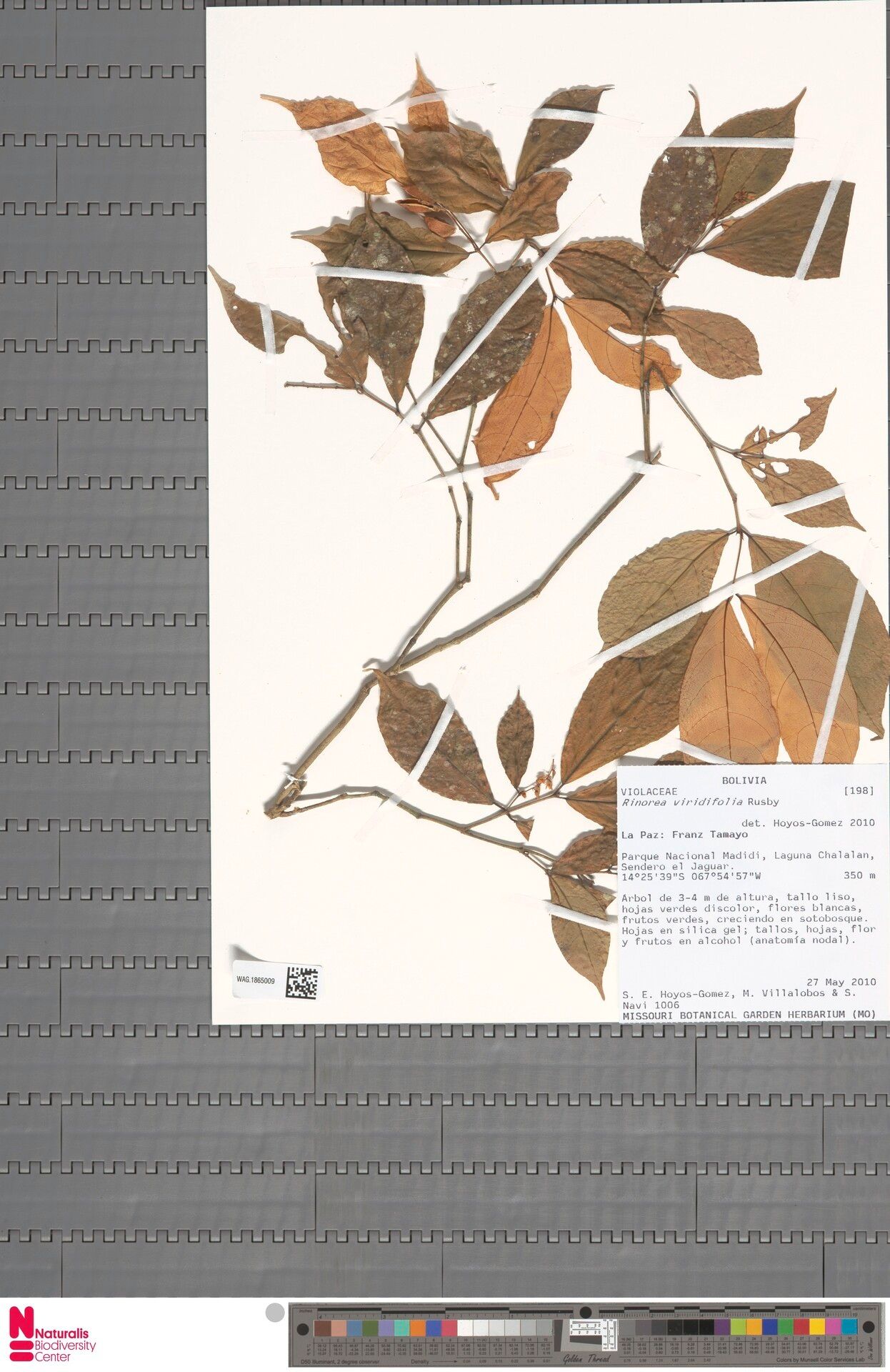 Rinorea viridiflora — houseplant care guide