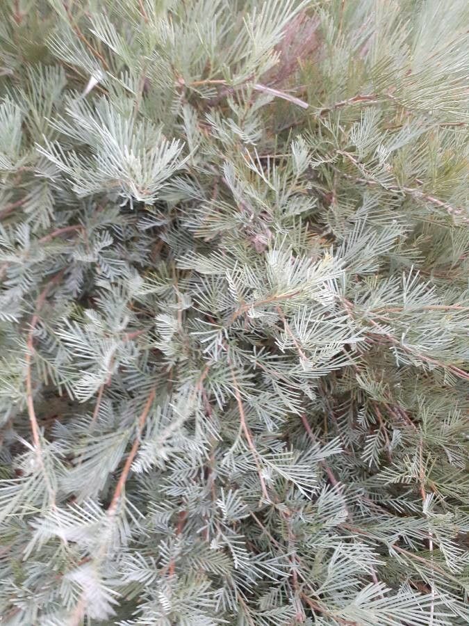 Grevillea plurijuga — search result for 'Grevillea'