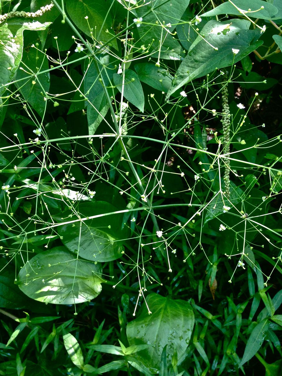 Alisma subcordatum habit