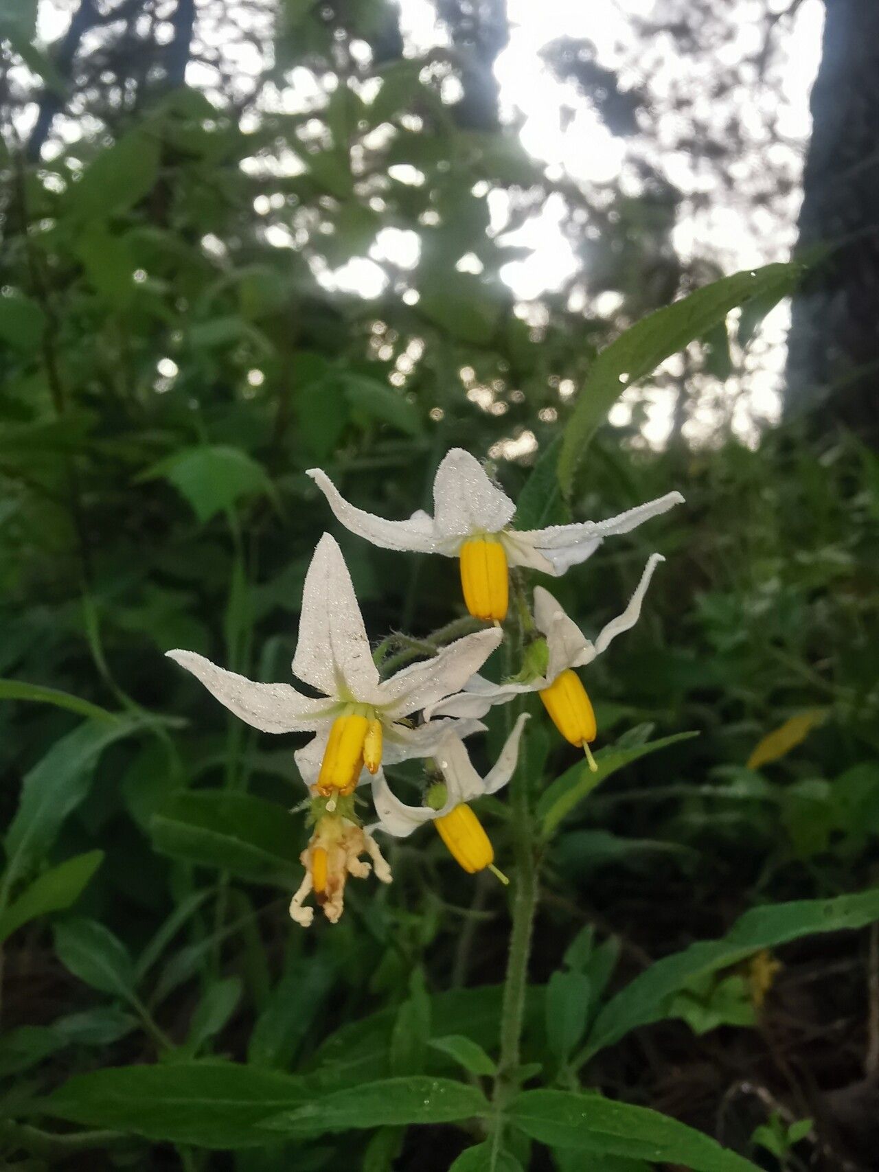 Solanum trifidum flower