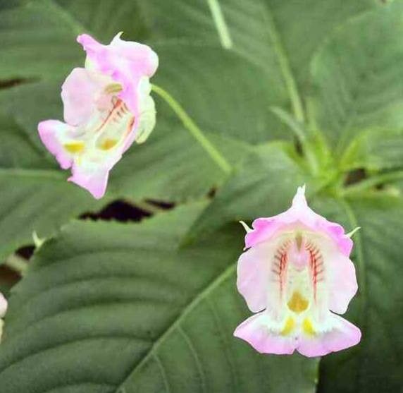 Impatiens tuberosa — houseplant care guide