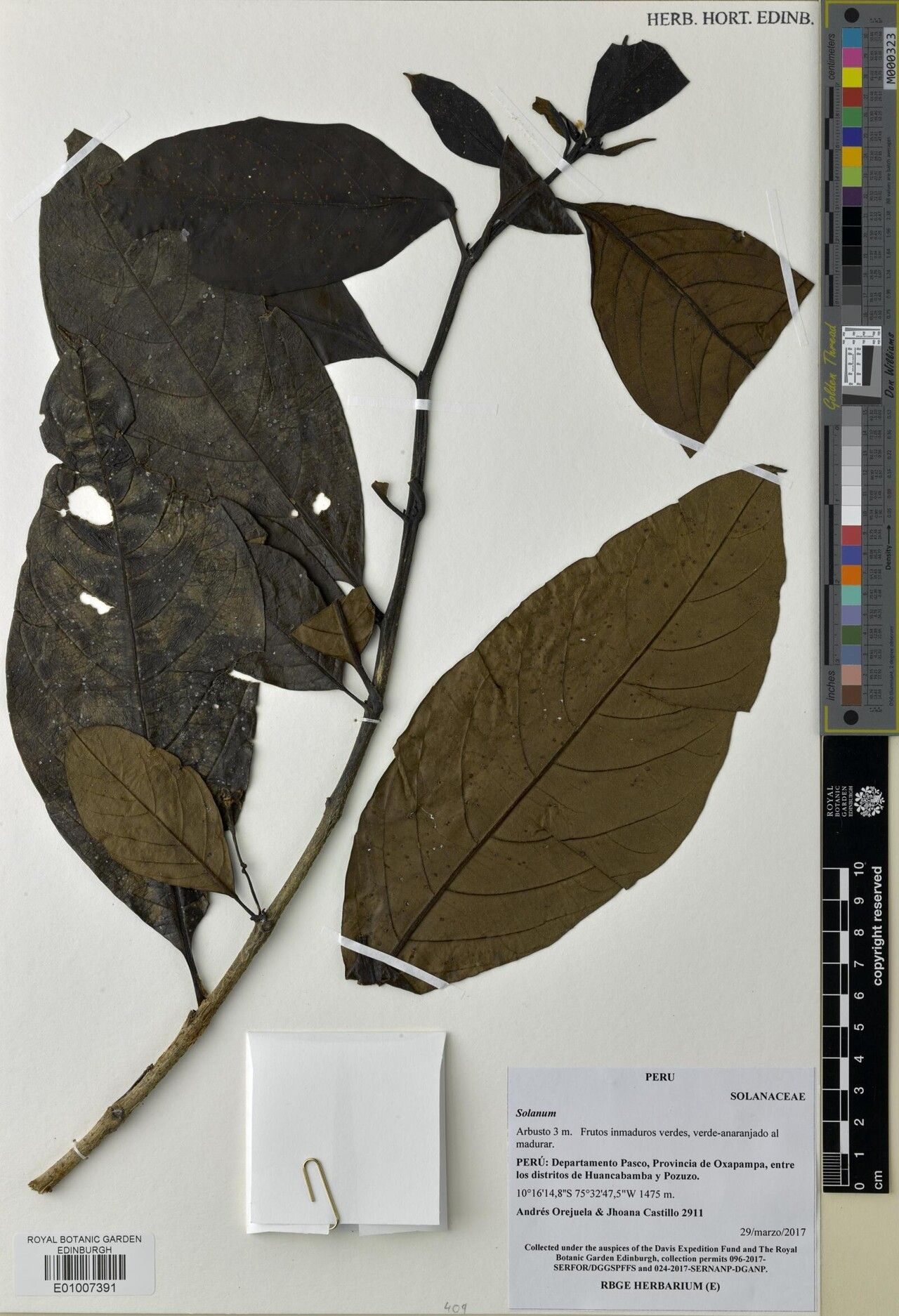 Solanum lindenii — houseplant care guide