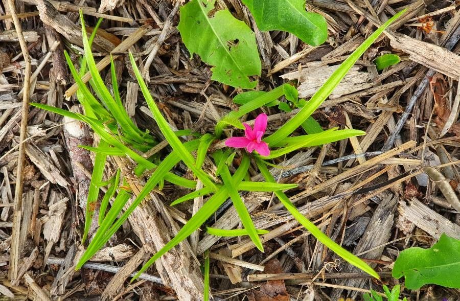 Rhodohypoxis baurii habit