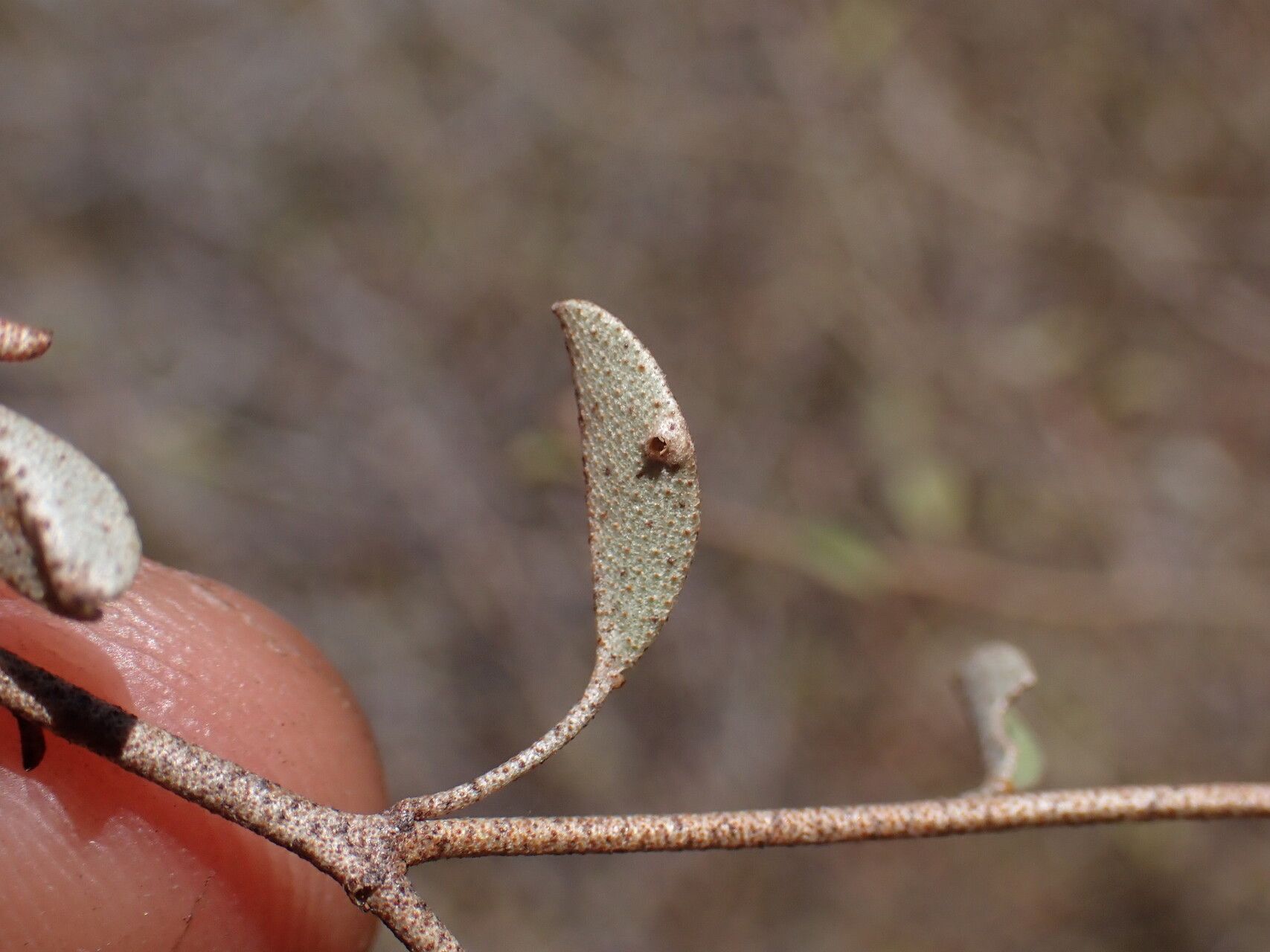 Croton kimosorum leaf