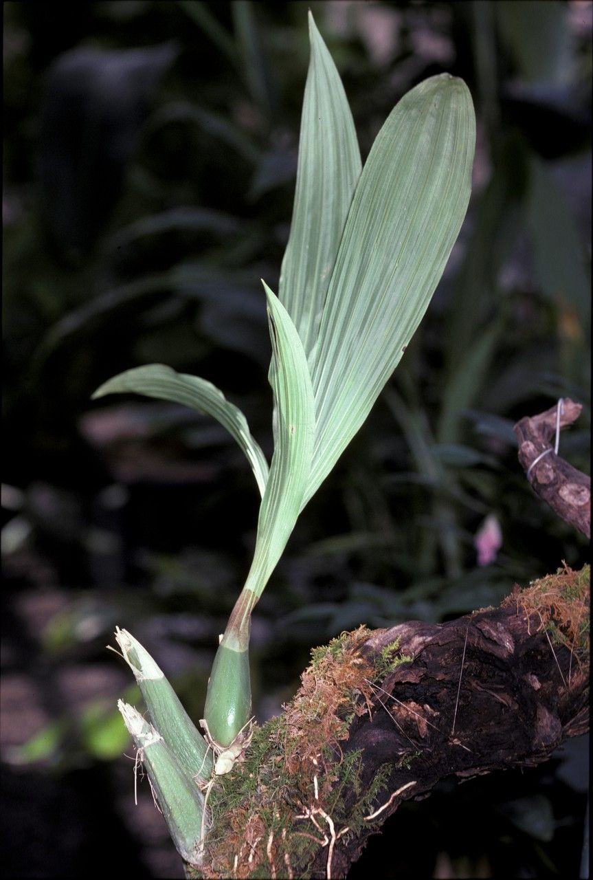 Peristeria guttata bark