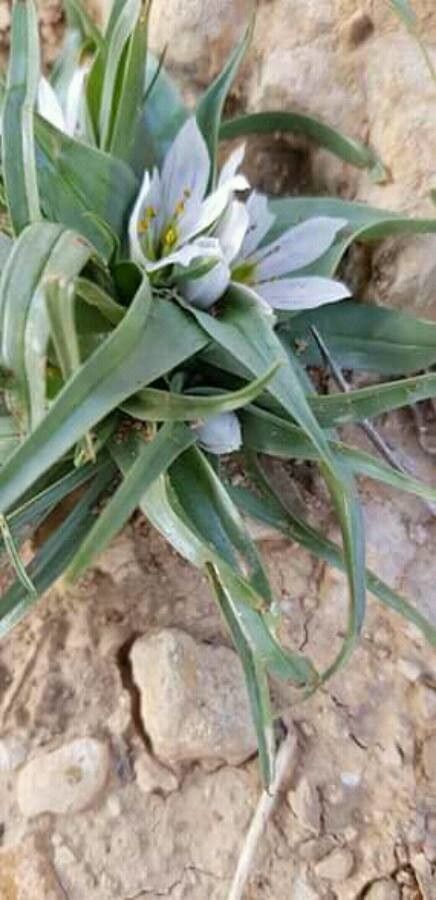 Colchicum palaestinum flower
