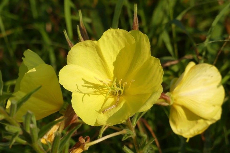 Oenothera suaveolens flower