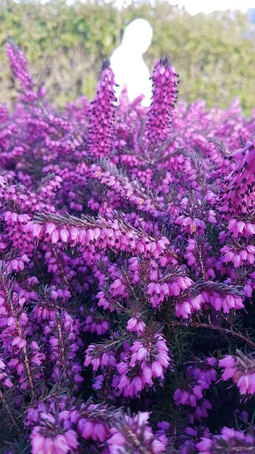 Erica × darleyensis bark